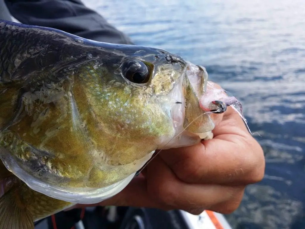 Perch caught on streamer