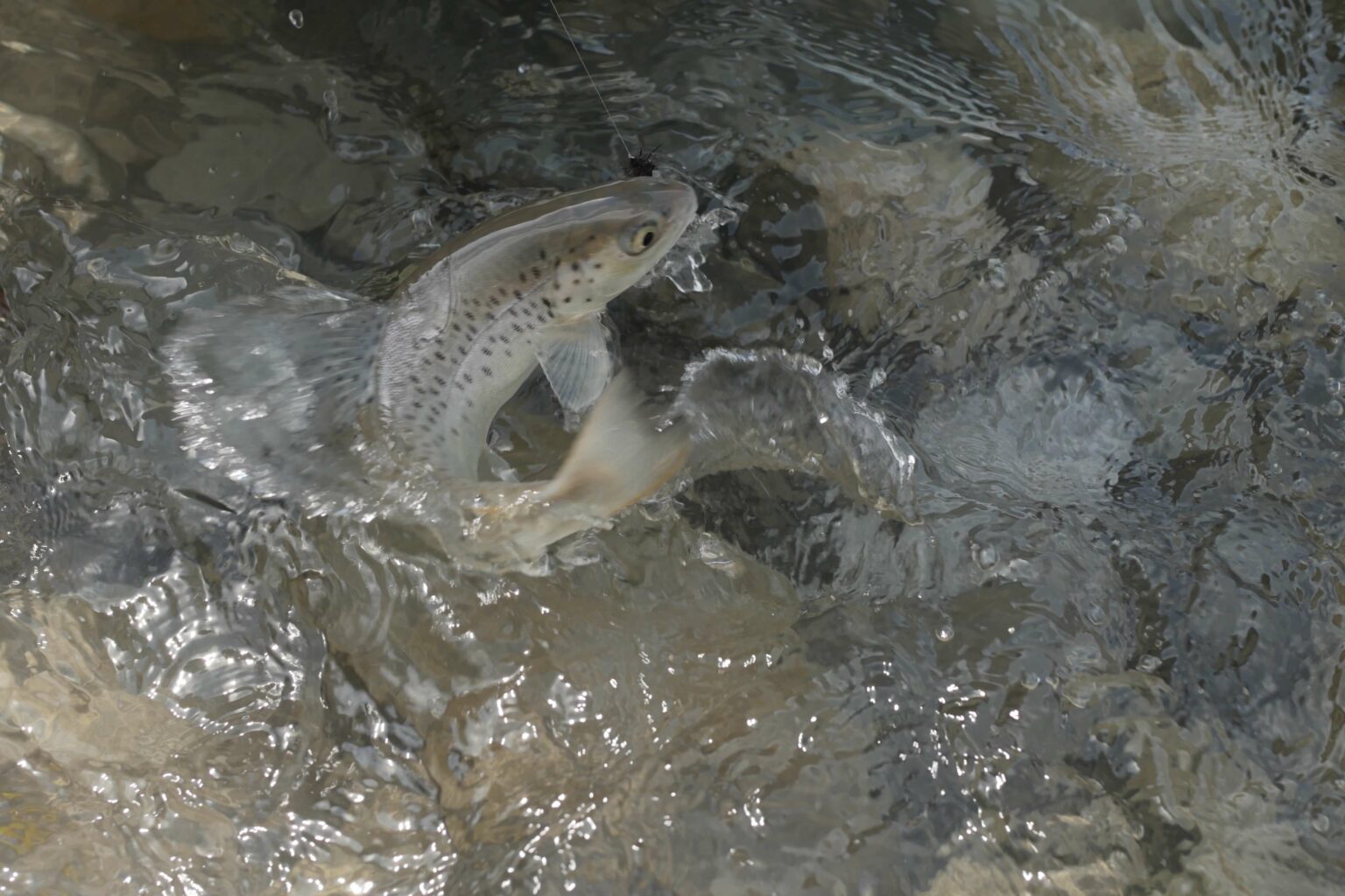 Fliegenfischen Am wilden Lech The Wading List