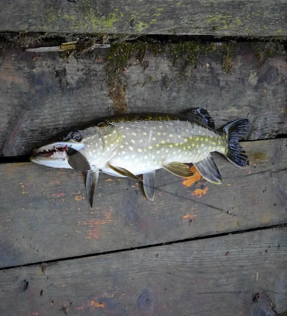 Large pike on the jetty  