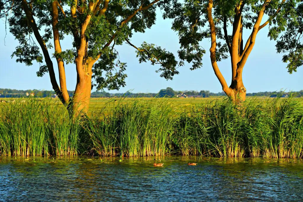 Süßwasserangeln Holland